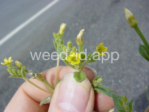 stickleaf, whitestem